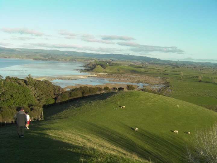 Dogs running off-leash in an Auckland regional park, illustrating the urban dog policy debate in New Zealand cities