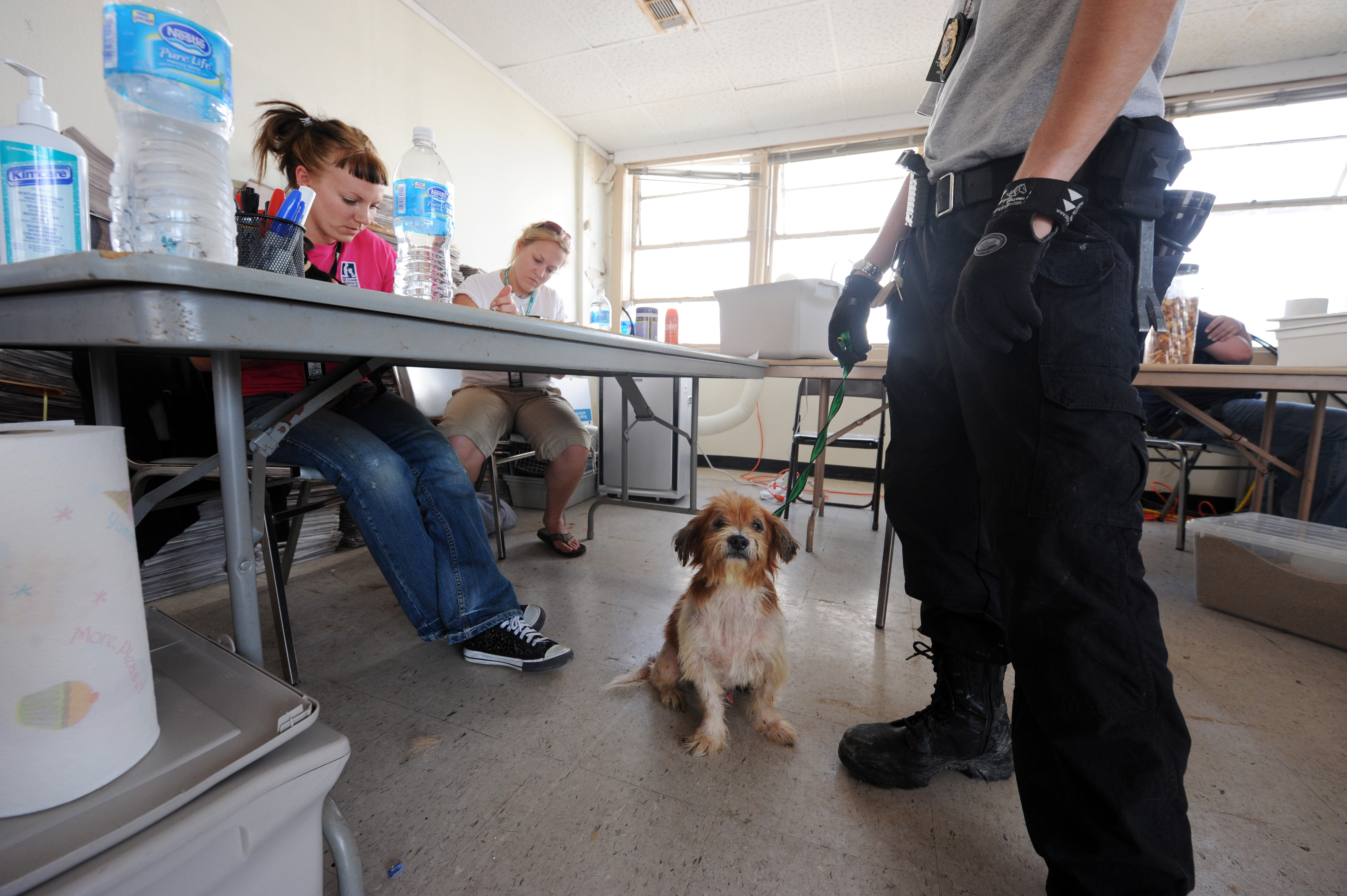 A staff member at an NZ rescue shelter sitting with a rescue dog, illustrating the work of NZ animal rescue organisations